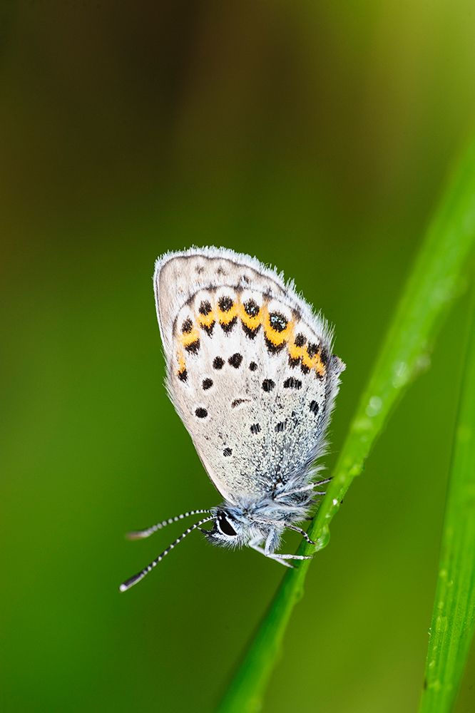 Sweden-Norrbotten-Abisko-Torne Lake. Northern Blue butterfly (Plebejus ida).